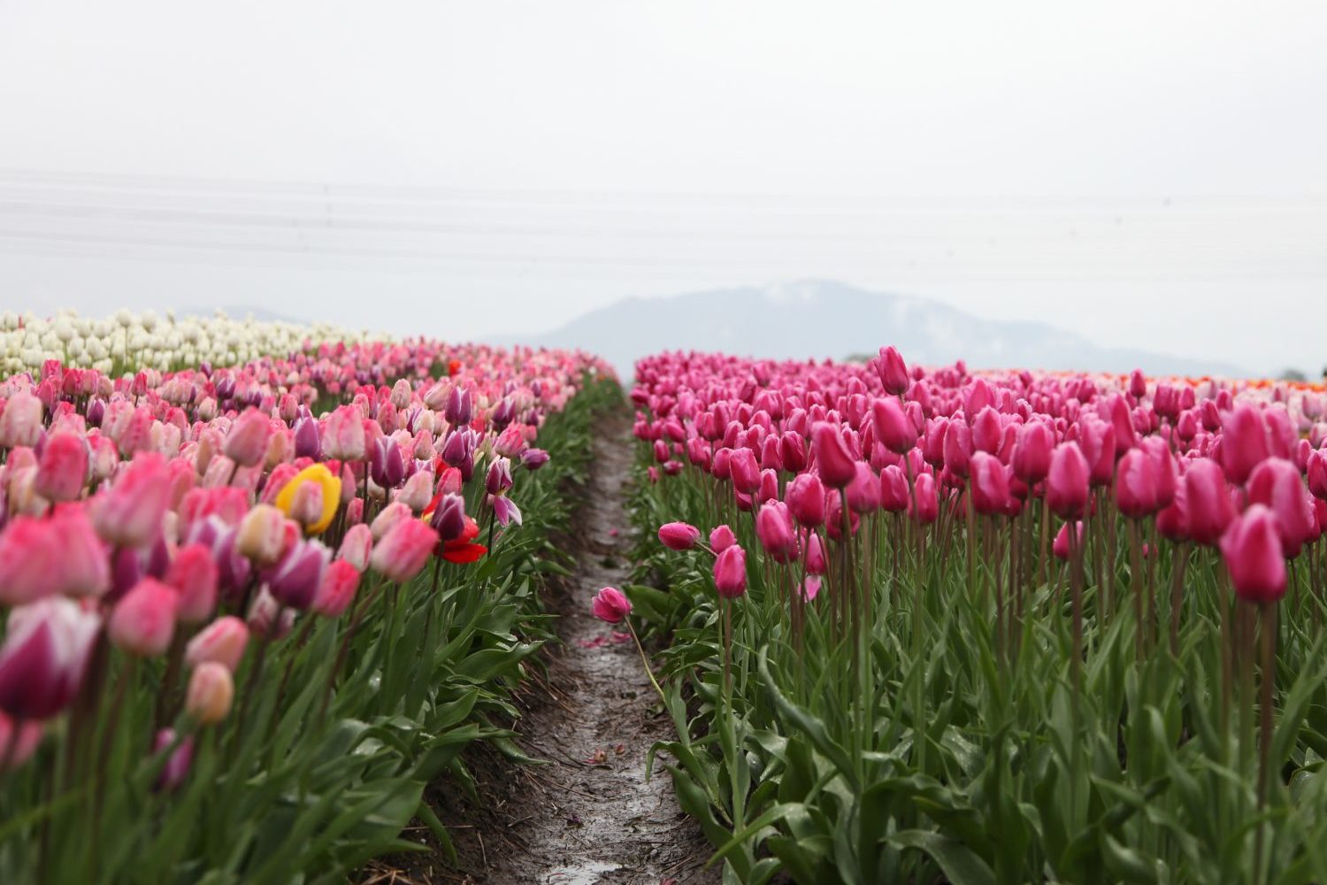 champ de fleurs chemin