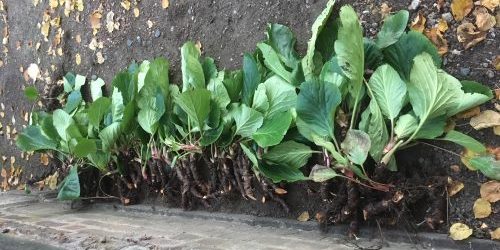 bergenia bd de Gaulle