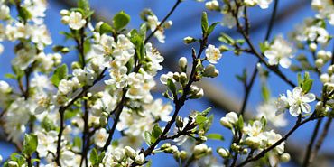 Prunier en fleurs – image gratuite