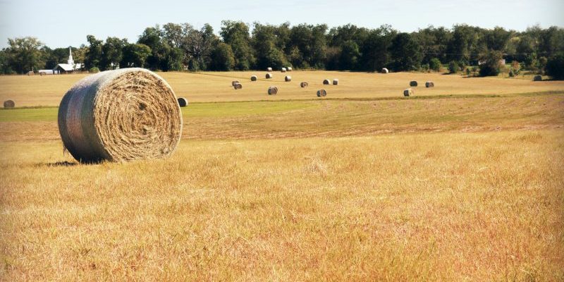 été champ ballots paille