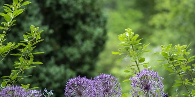 jardin fleurs violettes