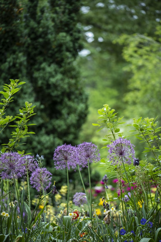 jardin fleurs violettes