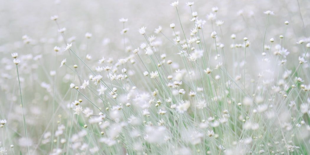 champ fleurs blanches